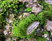 qual-estrutura-de-briofitas-1