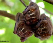 curiosidades-sobre-o-morcego-2