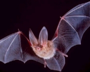 curiosidades-sobre-o-morcego-3