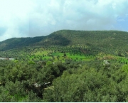 a-floresta-mediterranea-2