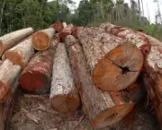 madeira-ilegal-no-brasil-1
