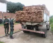 madeira-ilegal-no-brasil-2