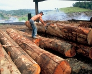madeira-ilegal-no-brasil-3