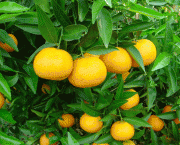 como-cultivar-laranja-1