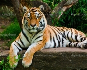 tigre-1