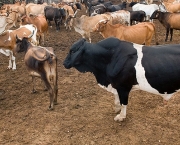 a-flatulencia-das-vacas-3
