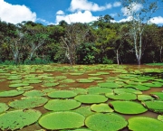 a-biodiversidade-da-amazonia-2