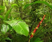 a-biodiversidade-da-amazonia-5