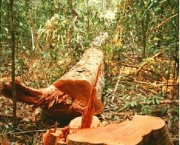 conservacao-x-desmatamento-3