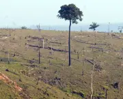 conservacao-x-desmatamento-5