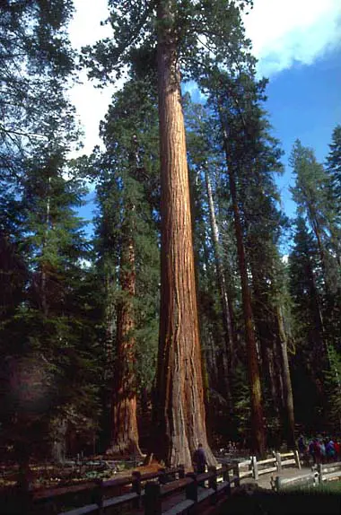 Sequoia Gigante - Sequiadendron Gigantea | Meio Ambiente ...