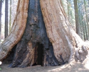 as-caracteristicas-da-sequoia-gigante-2