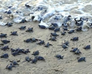 a-migracao-das-tartarugas-marinhas-1