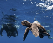 a-migracao-das-tartarugas-marinhas-3