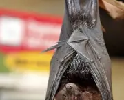 curiosidades-sobre-o-morcego-4