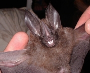 curiosidades-sobre-o-morcego-5