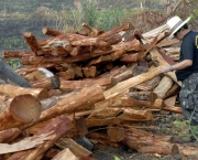 madeira-ilegal-no-brasil-4