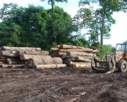 madeira-ilegal-no-brasil-5