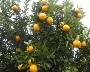 como-cultivar-laranja-5