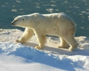 urso-polar-2