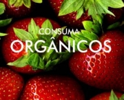 alimentos-organicos-investir-no-corpo-e-na-saude-2