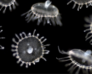um-pouco-mais-sobre-o-plancton-1