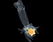 um-pouco-mais-sobre-o-plancton-2