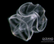 um-pouco-mais-sobre-o-plancton-3