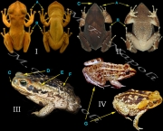 taxonomia-dos-anfibios-anuros-1