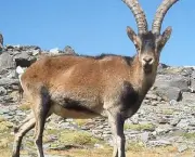 pirineus-ibex-2