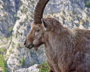 pirineus-ibex-3