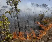 queimadas-naturais-impacto-ambiental-do-solo-2