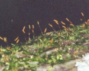 quais-principais-diferencas-das-briofitas-2