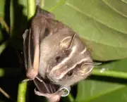 curiosidades-sobre-o-morcego-9