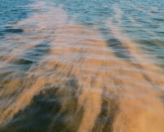 quais-principais-causas-das-algas-nas-aguas-no-golfo-do-mexico-1