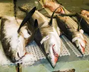 o-que-fazer-para-diminuir-extincao-dos-tubaroes-5