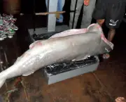 o-que-fazer-para-diminuir-extincao-dos-tubaroes-6