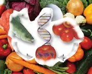 reino-unido-e-alimentos-geneticamente-modificados-1