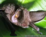 roedores-e-morcegos-1