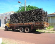 madeira-ilegal-no-brasil-7