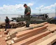 madeira-ilegal-no-brasil-8