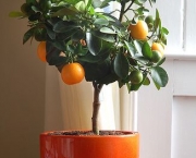 como-cultivar-laranja-7