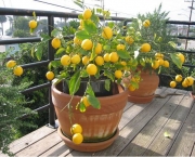 como-cultivar-laranja-8