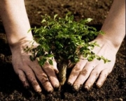 plantar-arvores-e-essencial-para-restaurar-ecossistemas-florestais-3