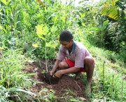 plantar-arvores-e-essencial-para-restaurar-ecossistemas-florestais-5