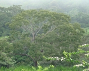 criterios-e-indicadores-sustentabilidade-e-uso-das-florestas-1
