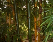 bambu-5