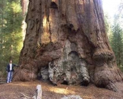 a-importancia-da-sequoia-gigante-1