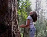 a-importancia-da-sequoia-gigante-2