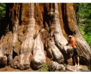 a-importancia-da-sequoia-gigante-4